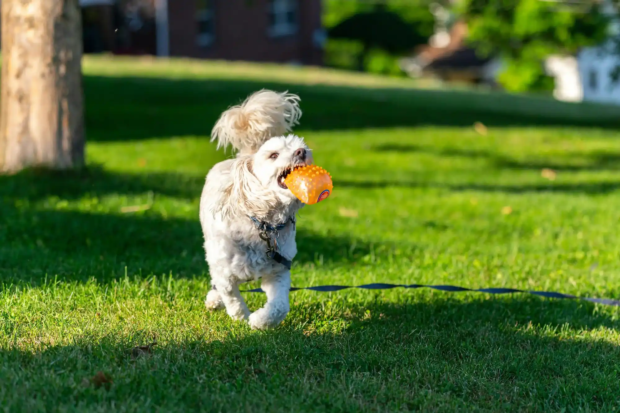 Dog approved products